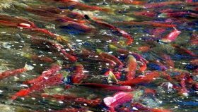 нерест лосося фото