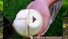 Как вкусно сварить уху на костре